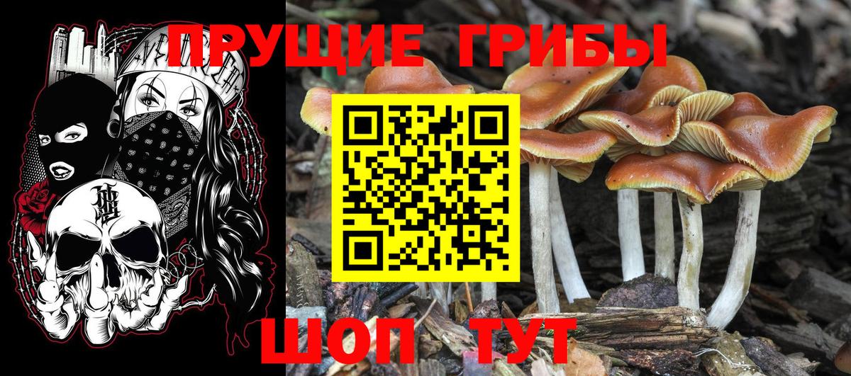 Жигулёвск  Псилоцибиновые грибы мицелий  Вход с VPN  Псилоцибиновые грибы прущие грибы 
